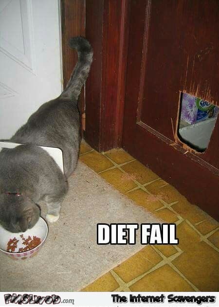Diet fail cat meme @PMSLweb.com