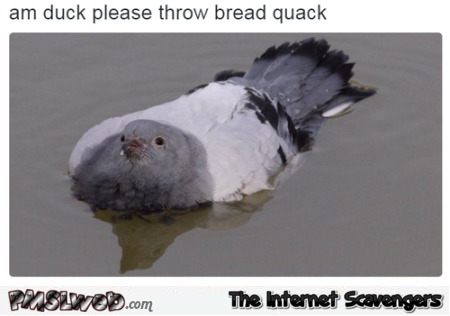 Funny pigeon pretends to be a duck