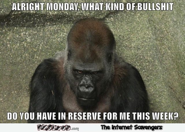 Funny Monday gorilla meme – Monday comedy club @PMSLweb.com