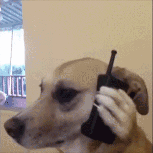 Hello this is dog funny gif