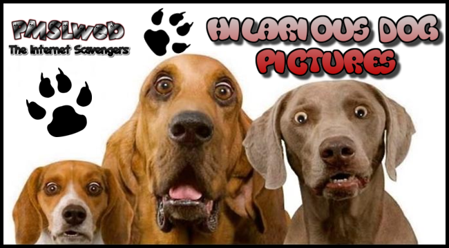 Hilarious dog pictures @PMSLweb.com