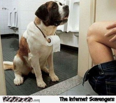 Funny St Bernard dog toilet rescue @PMSLweb.com