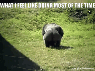 What I feel like doing most of the time funny gif @PMSLweb.com