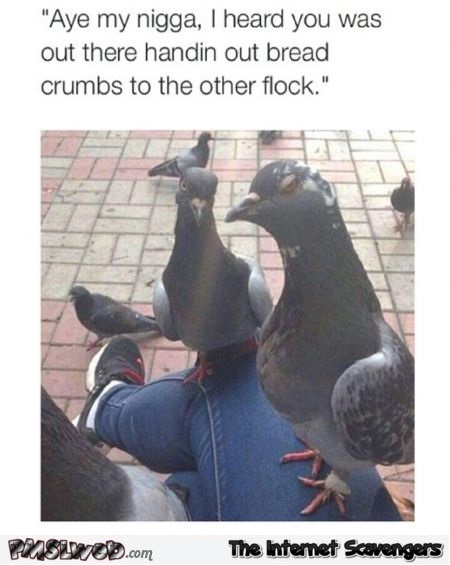 You handing breadcrumbs to the other flock pigeon humor @PMSLweb.com