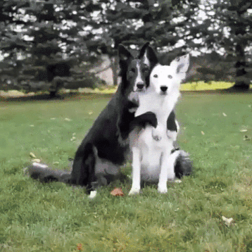 Funny dogs posing for pictures