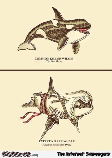 Funny expert killer whale @PMSLweb.com