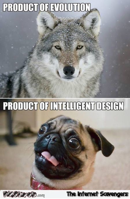 Dogs evolution versus intelligent design meme @PMSLweb.com
