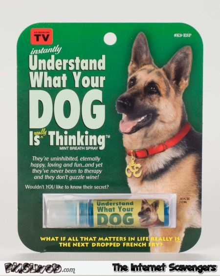 Understanding what your dog is thinking funny dog spray