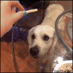 Funny dog snack prank @PMSLweb.com