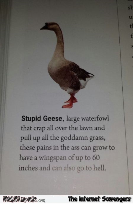 Stupid geese funny fact @PMSLweb.com