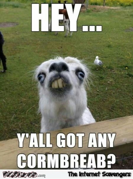 Funny redneck alpaca meme @PMSLweb.com