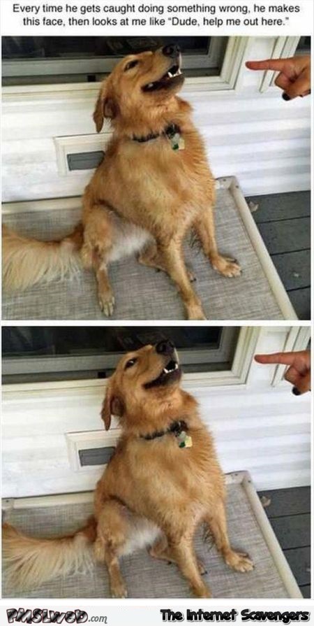 Dude help me put dog humor – Hilarious dog pictures @PMSLweb.com