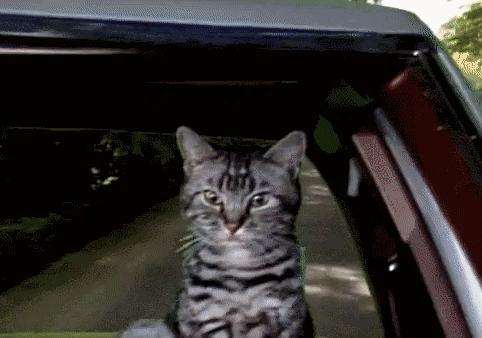 Funny driving cat is scared of cucumber @PMSLweb.com