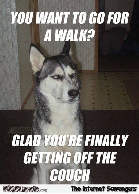 You want to go for a walk sarcastic dog meme