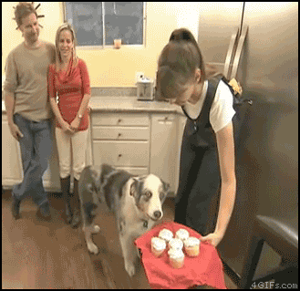 Funny dog with cupcakes