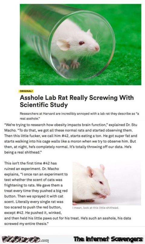 Funny a**hole lab rat news @PMSLweb.com