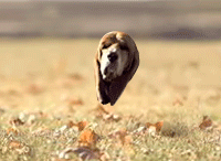 Funny bodiless dog running – Friday laughter @PMSLweb.com