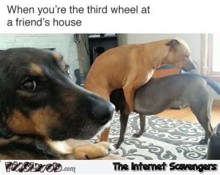 When you’re the 3rd wheel dog humor @PMSLweb.com