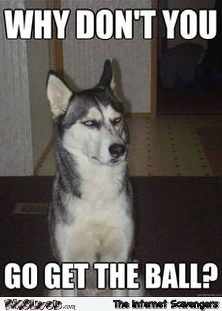 Why don’t you go get the ball dog meme – Hilarious dog pictures @PMSLweb.com
