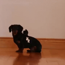 Funny gangster cop dog costumes @PMSLweb.com