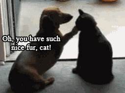 Cat tells dog to f*ck off funny gif - Hump day funniness @PMSLweb.com