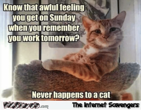Cats don’t give a shit about Monday humor – Funny Monday picture collection @PMSLweb.com