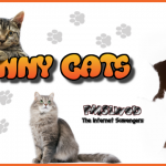 Funny cats @PMSLweb.com