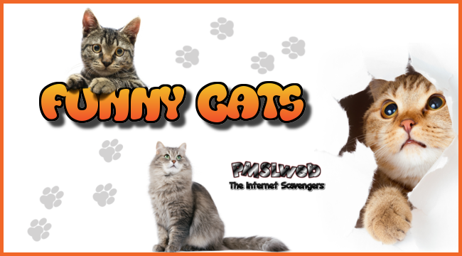 Funny cats @PMSLweb.com