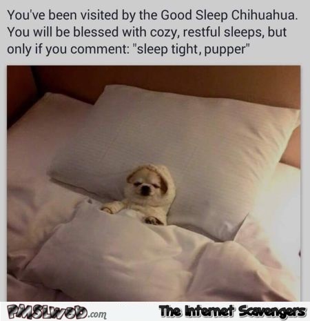 Good sleep Chihuahua humor � Saturday humour @PMSLweb.com