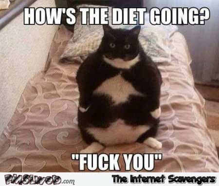 How’s the diet going funny cat meme @PMSLweb.com
