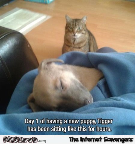 Cat is not happy about new puppy humor – Funny cats @PMSLweb.com