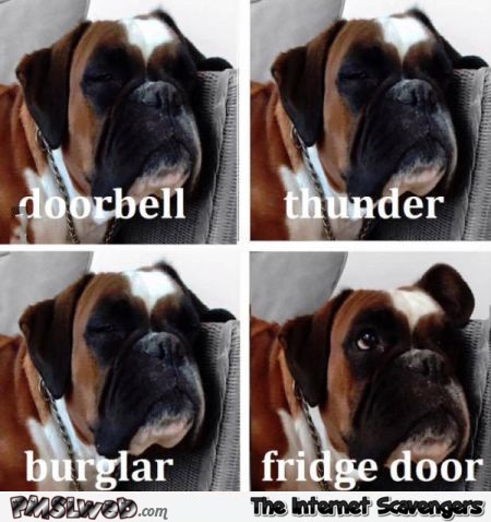 Dogs on a nutshell humor @PMSLweb.com