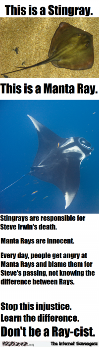 Funny stingray versus manta ray