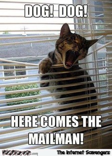 Here comes the mailman funny cat meme @PMSLweb.com