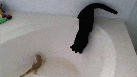Funny cat slips into the bath @PMSLweb.com