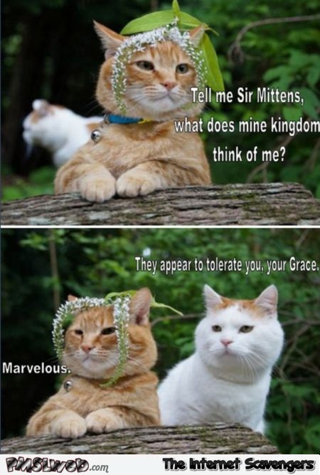 Funny Sir Mittens meme @PMSLweb.com