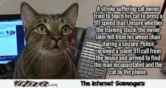 Cat dials 911 saves owner @PMSLweb.com
