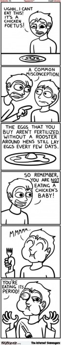 Eating chicken eggs funny cartoon