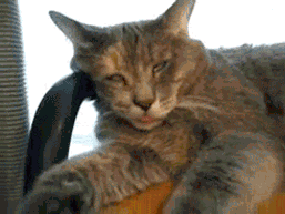 Funny cat on catnip joke @PMSLweb.com