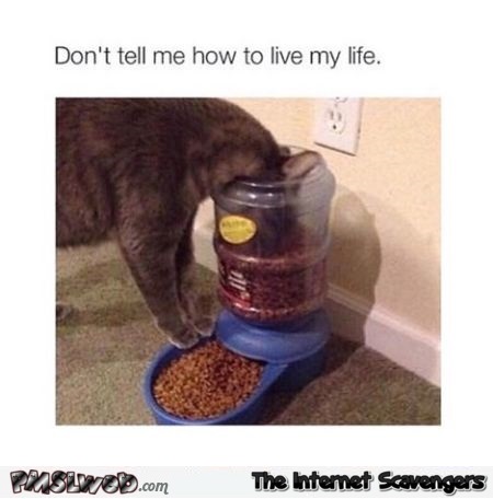 Don’t tell me how to live my life cat humor @PMSLweb.com
