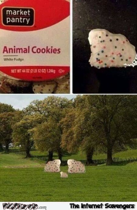 Funny animal cookies fail