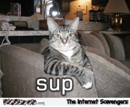 Sup human funny cat meme @PMSLweb.com