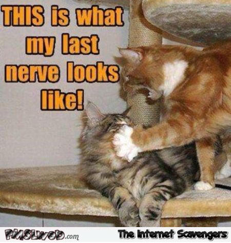 What my last nerve looks like cat meme @PMSLweb.com