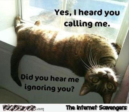I hear you calling me funny cat meme @PMSLweb.com