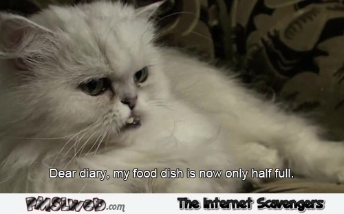 Dear diary cat humor @PMSLweb.com