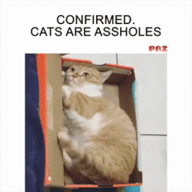 It’s confirmed cats are a**holes humor @PMSLweb.com