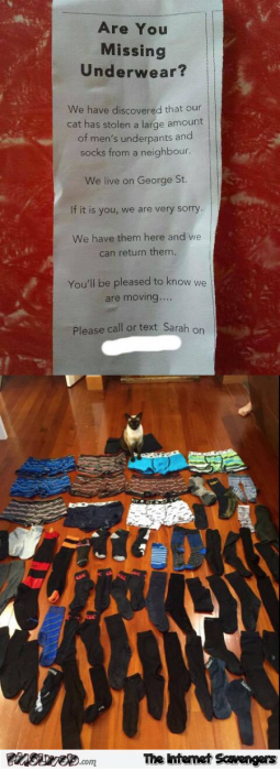 Funny cat steals underwear