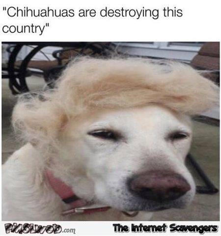 Funny Trump dog @PMSLweb.com