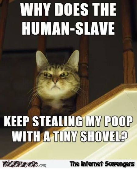 Why does the human slave steal my poop cat meme @PMSLweb.com