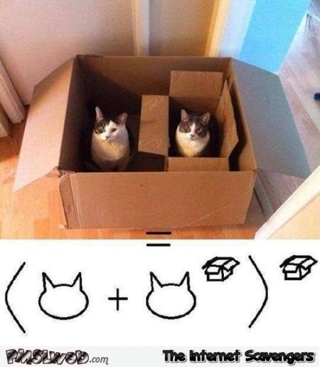 Funny cat math @PMSLweb.com